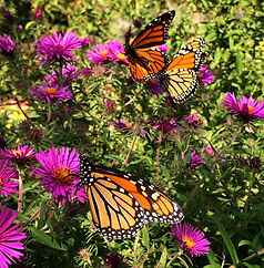 Monarch butterflies feeding on bright purple flowers in a sunny garden