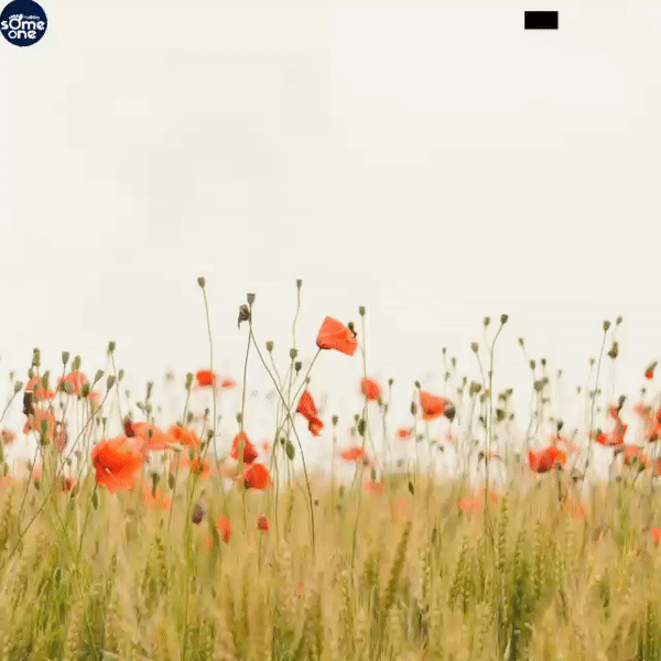 Dil - e - Shayari