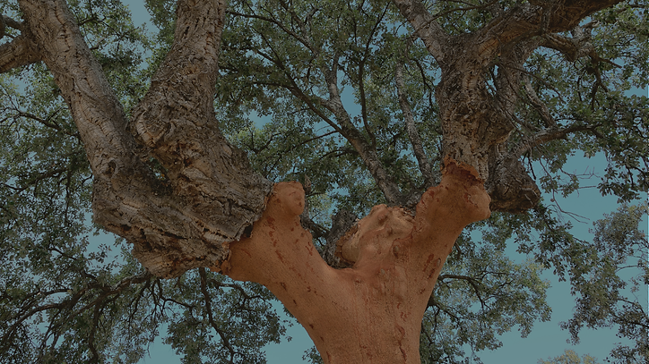 Choosing them is a step towards responsible, slow consumerism and champions products that 