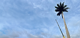 tree and crane wide and flat cropped.png