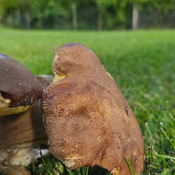 Funghi porcini su prato