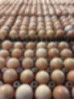 HamiltonsEggs-Eggsincrates
