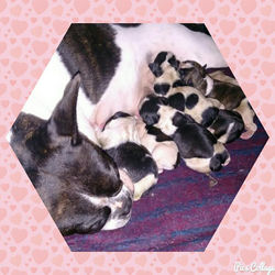 FILHOTES DE BULLDOG FRANCES