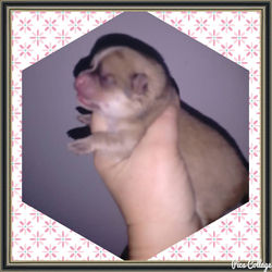 FILHOTE DE LULU