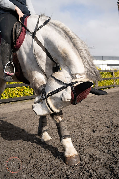 Equestrian Photography