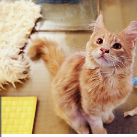 Maine Coon
