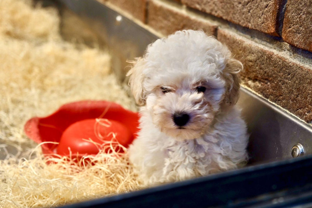 Cuccioli di Barboncino Nano e Toy