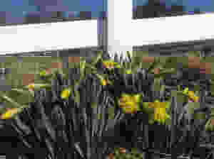 Take time to stop and smell the daffodils!