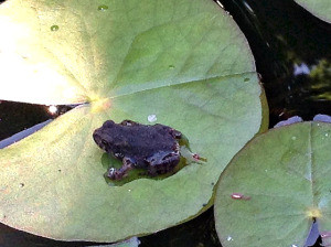 Much time was spent searching for toads.