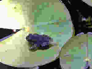 Much time was spent searching for toads.