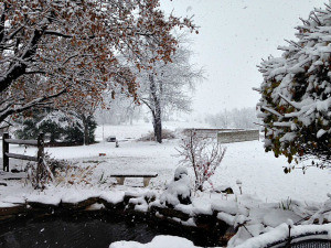 I did manage to pause and capture the beautiful January snow