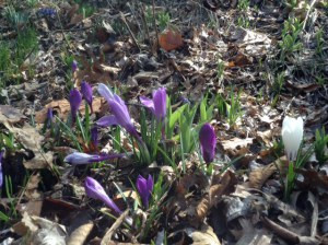 Spring has Sprung!