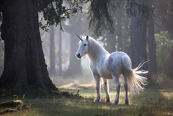 Unicorn.jpg