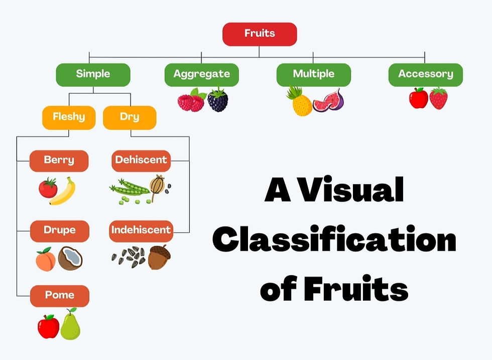 Fruit classification chart with categories: Simple, Aggregate, Multiple, Accessory. Includes berries, drupes, and text "A Visual Classification of Fruits."