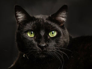 National Black Cat Day