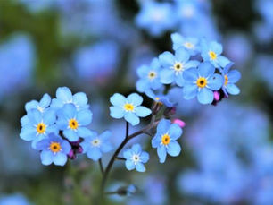 Forget-Me-Not and Love Me For Eternity With These Unforgettable Flowers