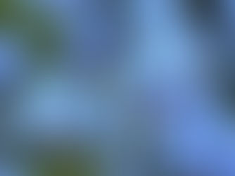 Forget-Me-Not and Love Me For Eternity With These Unforgettable Flowers