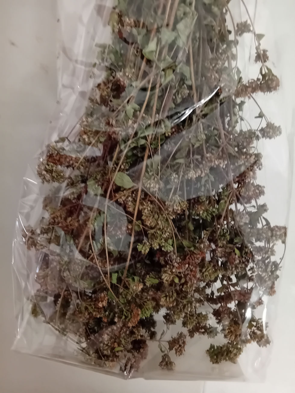 Miniatura: Mazzo Origano Selvatico