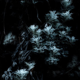 Night Musings_$1,200.jpg