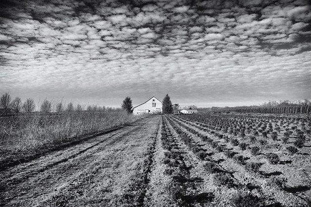 Down On The Farm