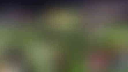 Raptors from the dinosaur experience inside the superdome as part of the show by Ranger Martin