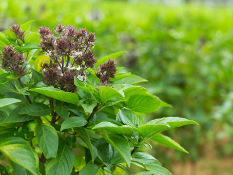 ประโยชน์ของโหระพา ไอเดียการกินการใช้โหระพาเพื่อสุขภาพ และข้อควรระวัง