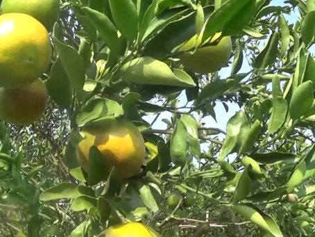 ปลูกสวนส้มออร์แกนิค ปุ๋ยไซโต