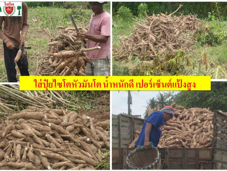 เทคนิคการปลูก “มันสำปะหลัง” ให้ได้หัวที่ใหญ่และมีคุณภาพ
