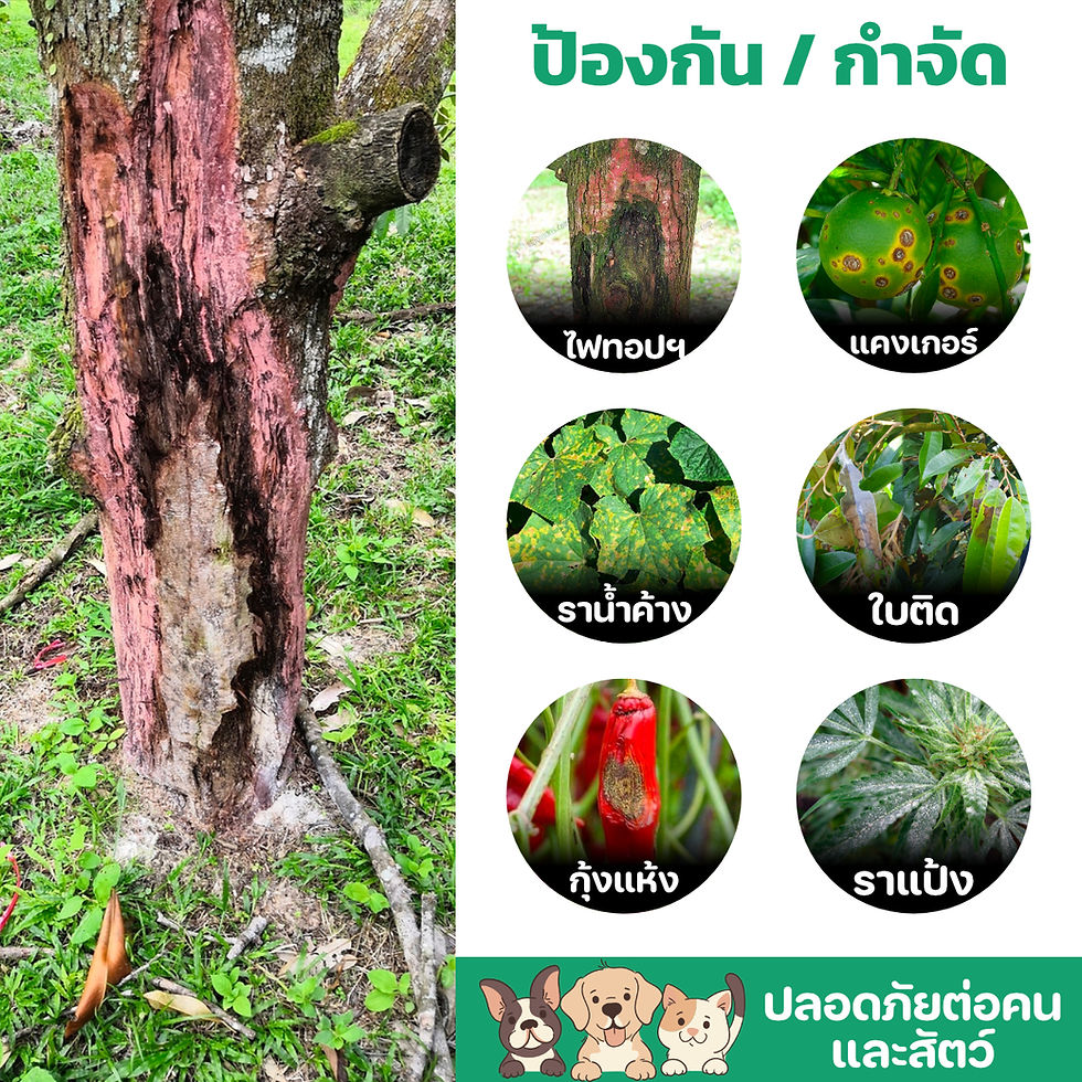 ภาพขนาดย่อ: น้ำสกัดอินทรีย์กำจัดเชื้อรา