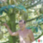 ภาพขนาดย่อ: ปุ๋ยปาล์มน้ำมัน ทุเรียน ไม้ผล (50 กก.)