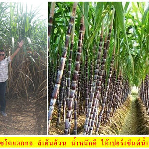 การใส่ปุ๋ยอ้อยและดูแลต้นอ้อยอย่างมีประสิทธิภาพ