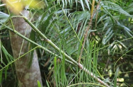 หวาย และประโยชน์จากหวาย