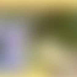 ดูแลทุเรียนเล็กให้รอดช่วงหน้าแล้ง…ทำได้อย่างไร