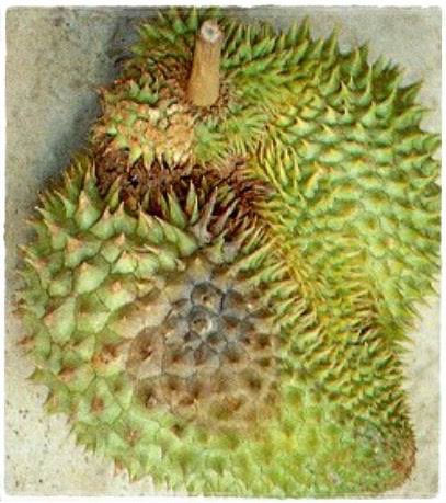 ภาพขนาดย่อ: น้ำสกัดอินทรีย์กำจัดเชื้อรา