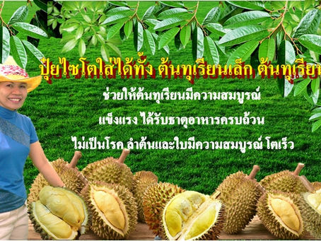 ปุ๋ยไซโตสำหรับปาล์มน้ำมัน ไม้ผลทุกชนิด