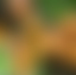 วิเคราะห์ "โกโก้" พืชเศรษฐกิจใหม่ ร่วงหรือรอด?