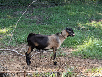 Bandit_SideView_19Sept21.jpg