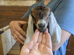Doeling1_Ella_FaceCloseUp_13Feb21.jpg