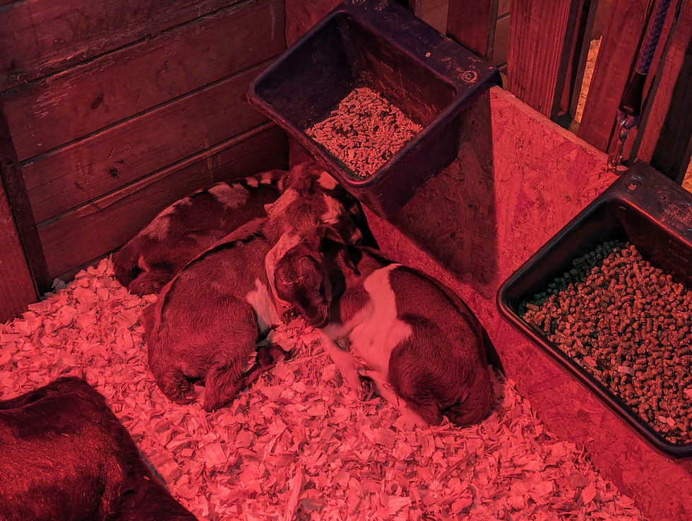 Raven Kids Cuddle Puddle 28Feb24