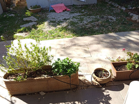 מהתראה להשראה - טכניקה לציור בוטני בצבעי מים בעזרת צל