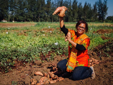 Dr. Maria Andrade kneels in a verdant field, showing off her biofortified sweet potatoes.