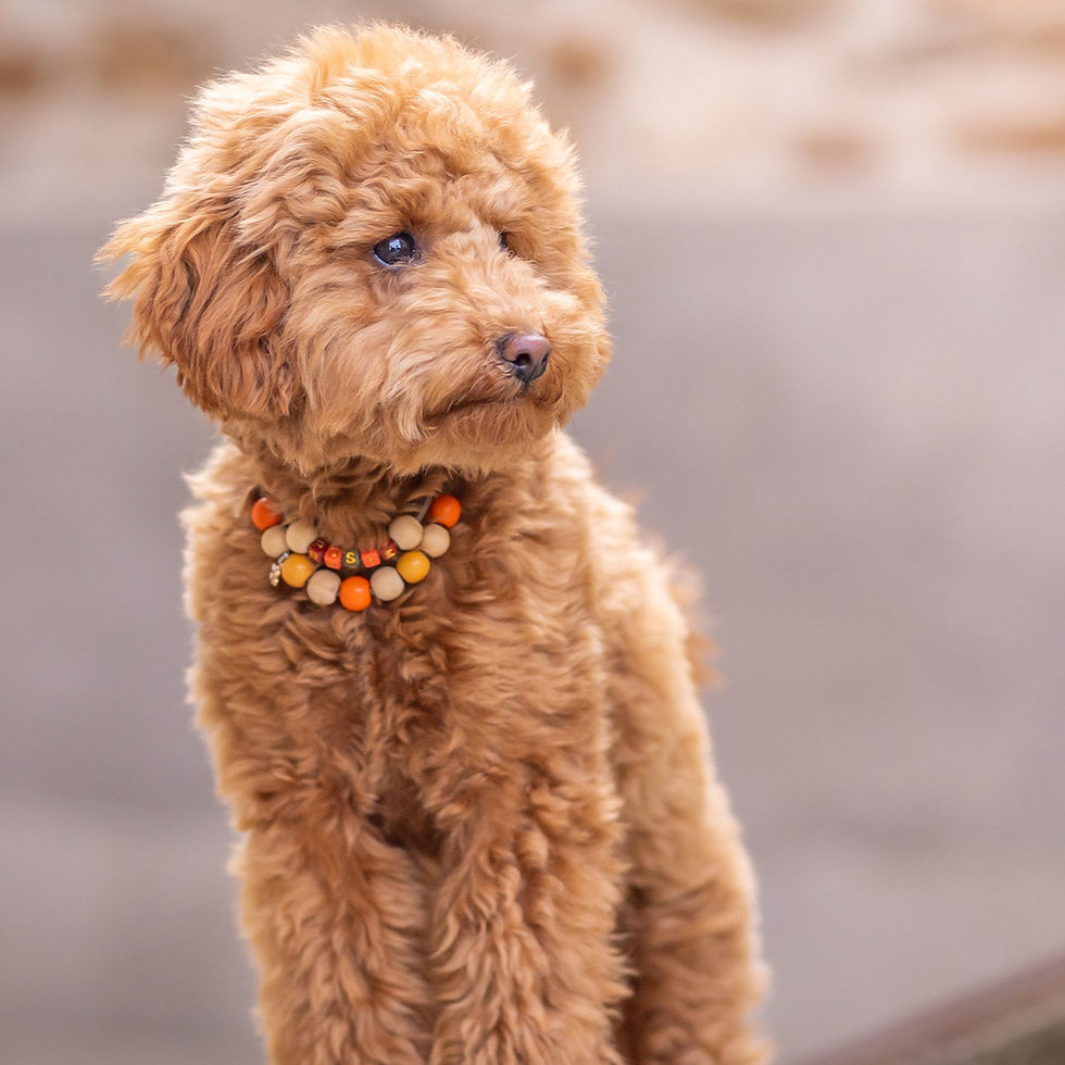 Miniature : Collier Rosie