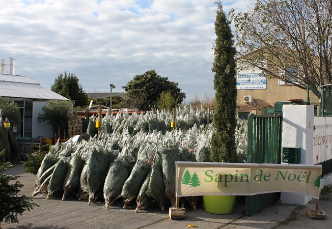 sapins.PNG