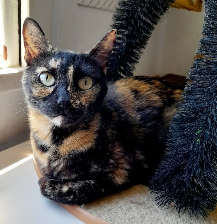 Imagen de WhatsApp 2025-11-14 a las 13.53.33_4e9aa8c1