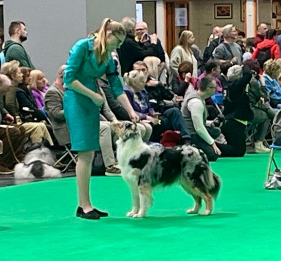 Altusi Aryan Mist at Crufts 2025