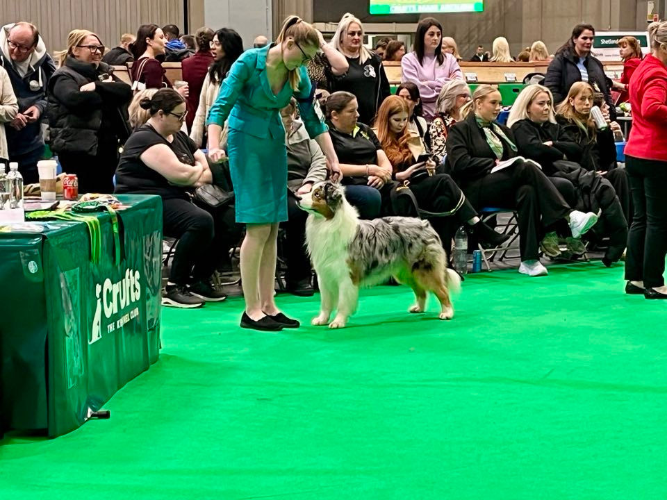 Altussi Rhythm and Blues at Crufts 2025