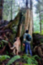 "A new era for old forests or business as usual at DNR?"