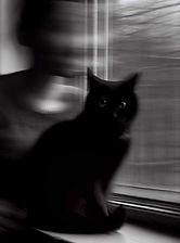 BlacKCat_230419biai41.1.jpg