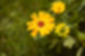 BLOEMEN-1-min.jpg