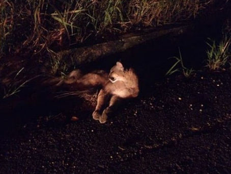 Onça é resgatada ferida após ser atropelada na GO-050, em Campestre de Goiás.